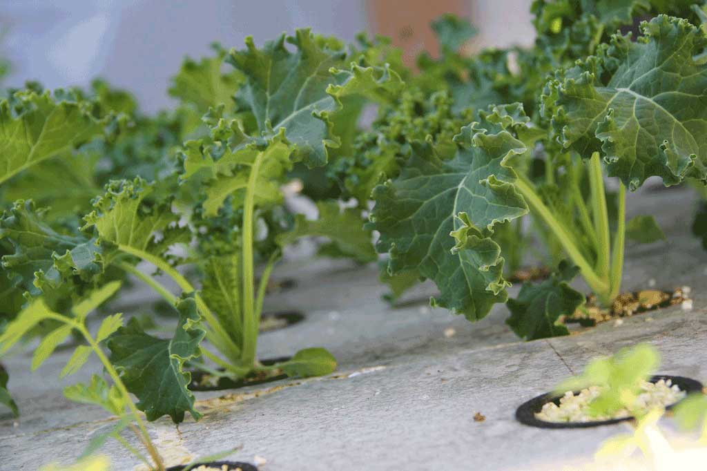 Neelithal Aquaponics Farm Background