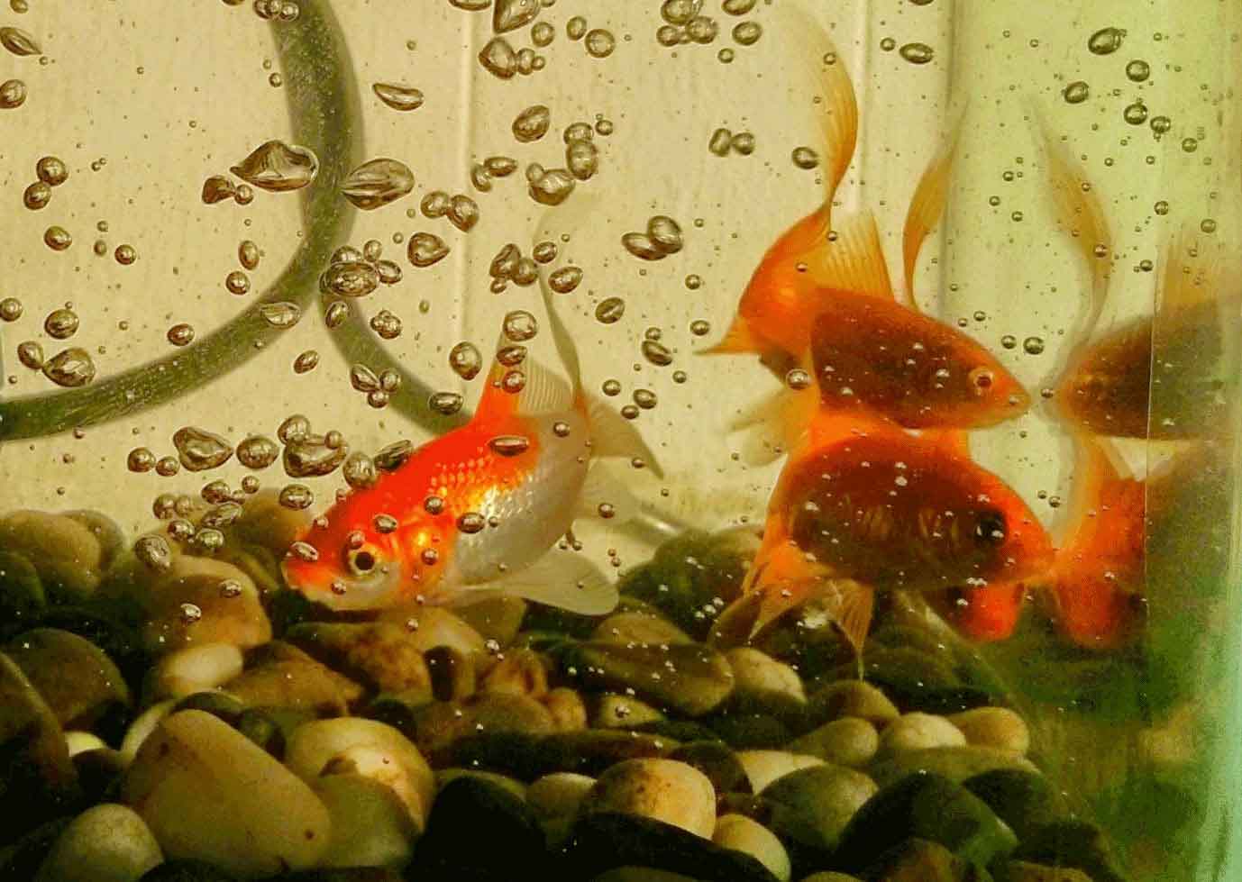 Neelithal Aquaponics Farm